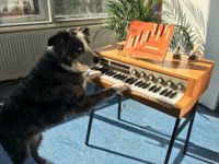 De muzikale hond van band Folvo